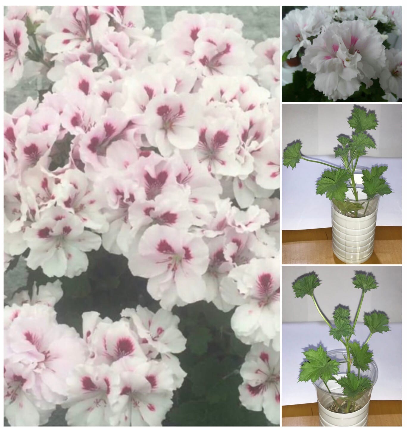 14 Geraniums garden ideas geraniums, geraniums garden, planting flowers