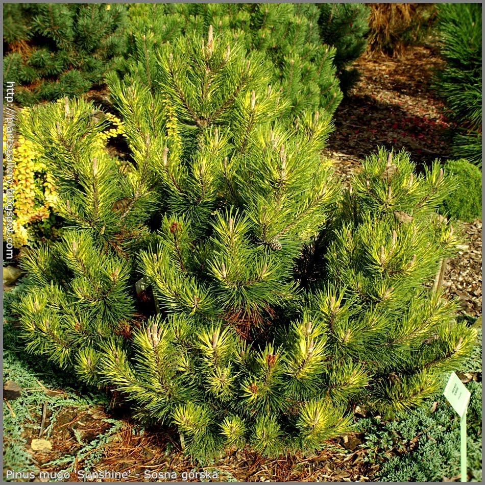 Хвойная отзывы. Pinus mugo Sunshine. Сосна Горная Саншайн. Сосна Горная (Pinus mugo mugo). Сосна Горная оранж Сан.