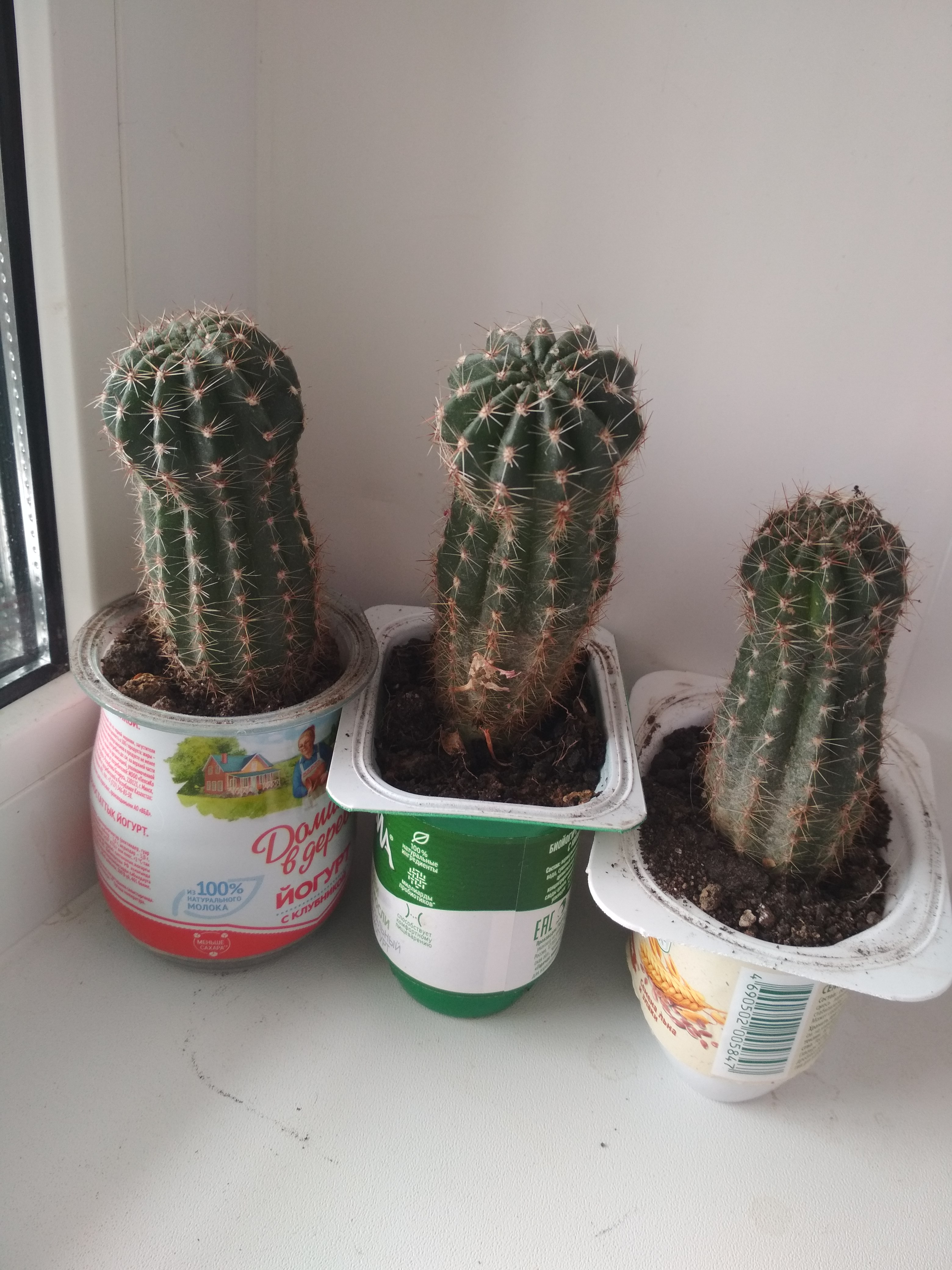 Кактус фиалка. Кактус фиалка. Фиалка и герань. Календула лекарственная кактус. Фиалки или кактусы.