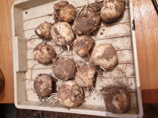 Рябчики Цветы Купить Луковицы Фото
