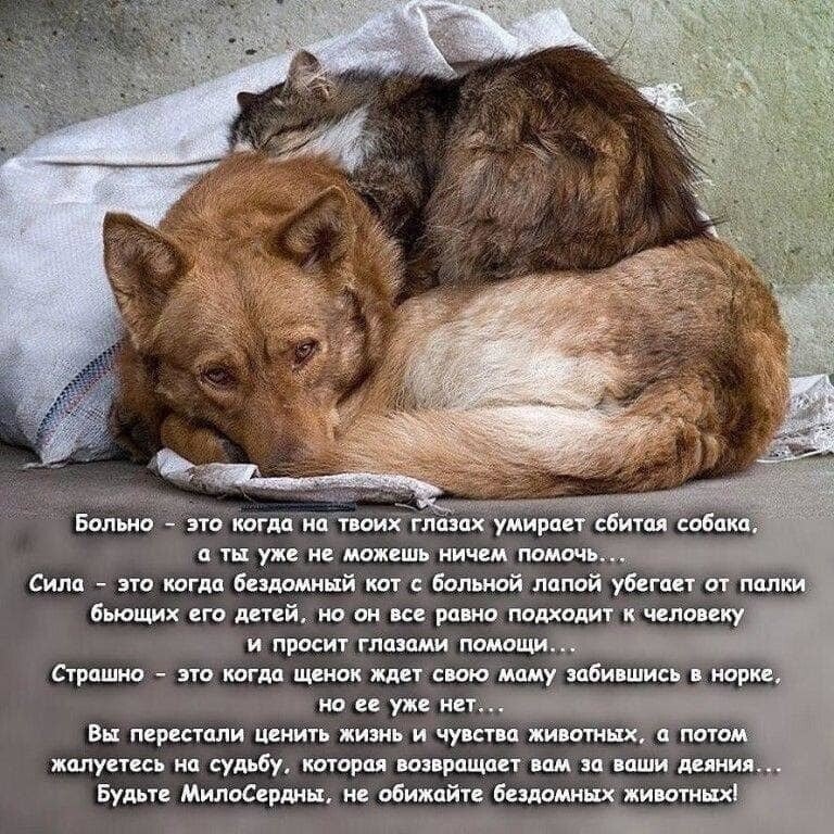 Грустные истории про животных картинки