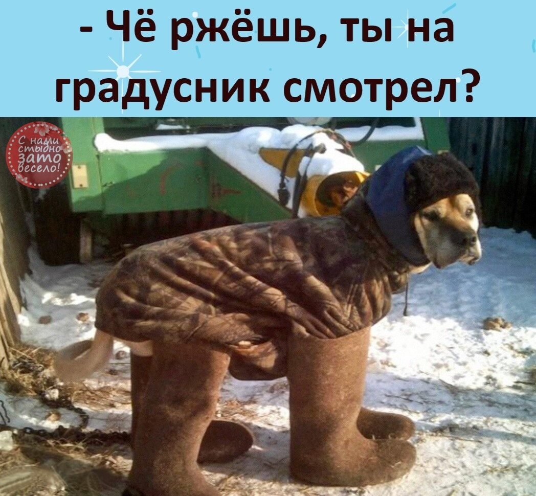 Собачий холод смешные картинки
