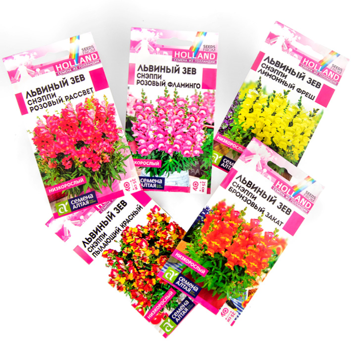 ежедневник на английском. авторский блокнот семена алтая. виктория карелина семена алтая. семена алтая блоггер виктория. ежедневник для изучения английского.