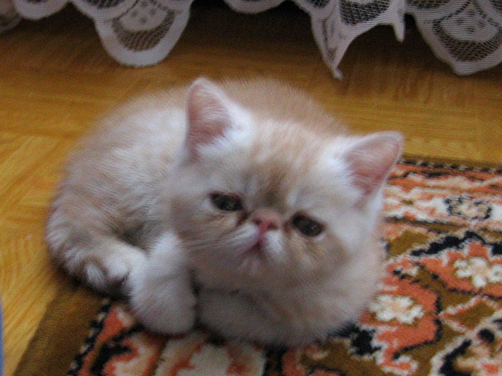 Купить Котенка Экзота Екатеринбург