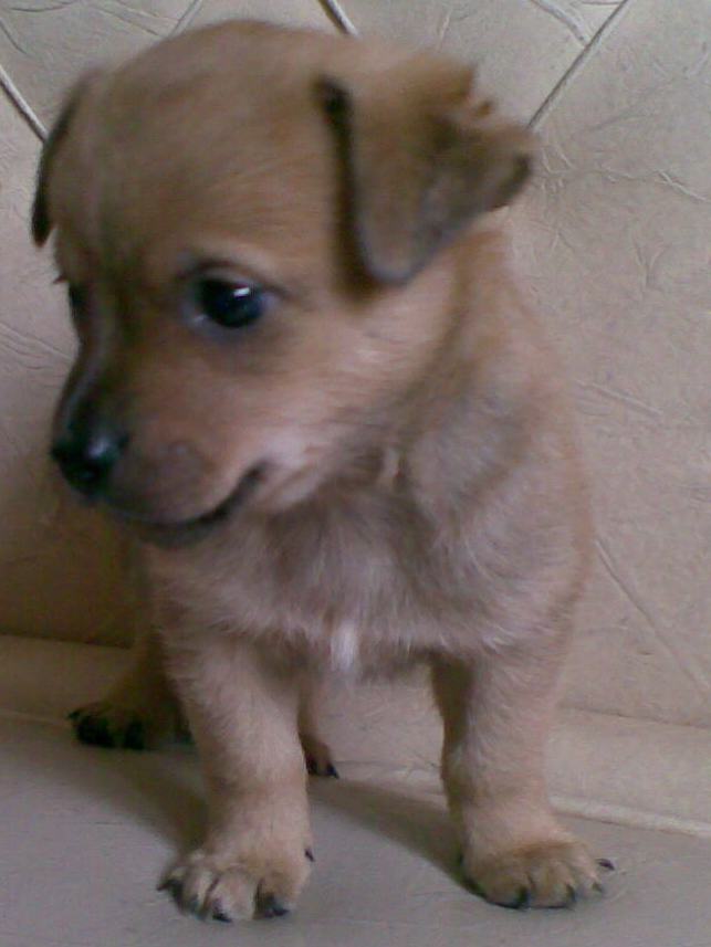 собаки в николаевск на амуре отдам собаку в добрые руки. астрахань авито добрые руки. борзя в добрые руки. волгоград котенка добрые ручки тзр. котята в нижнем новгороде в добрые руки нижегородский район.