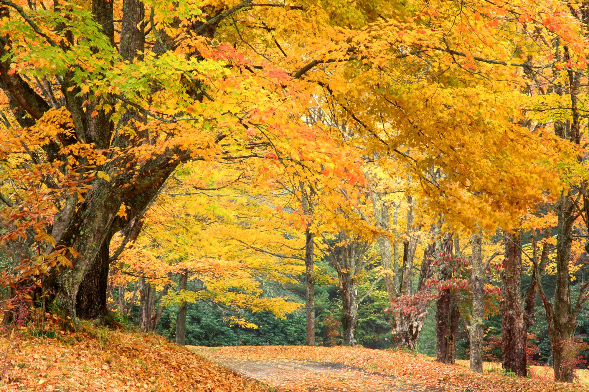 Fall scenes. Осень. Сентябрь природа. Осенний лес. Золотая осень.