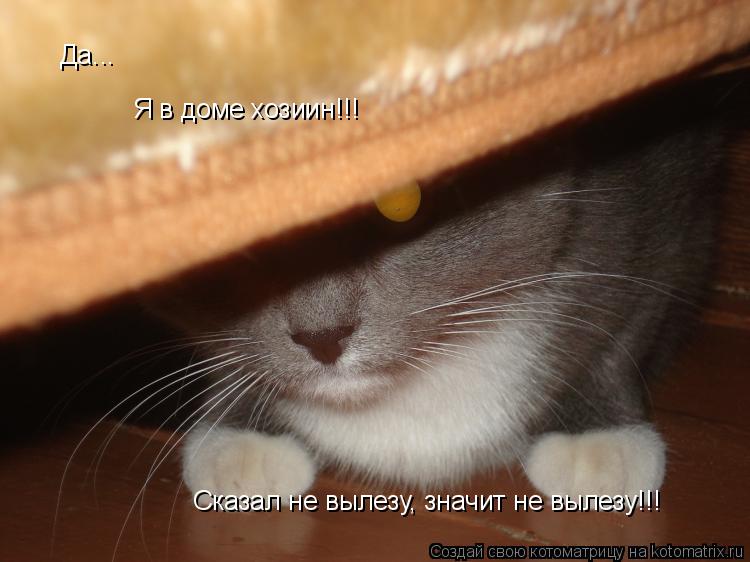 А что не вылезаешь. Кот висит на шторах. Женщины которые лезут в чужие отношения. А что не вылезаешь. Кошка спряталась.