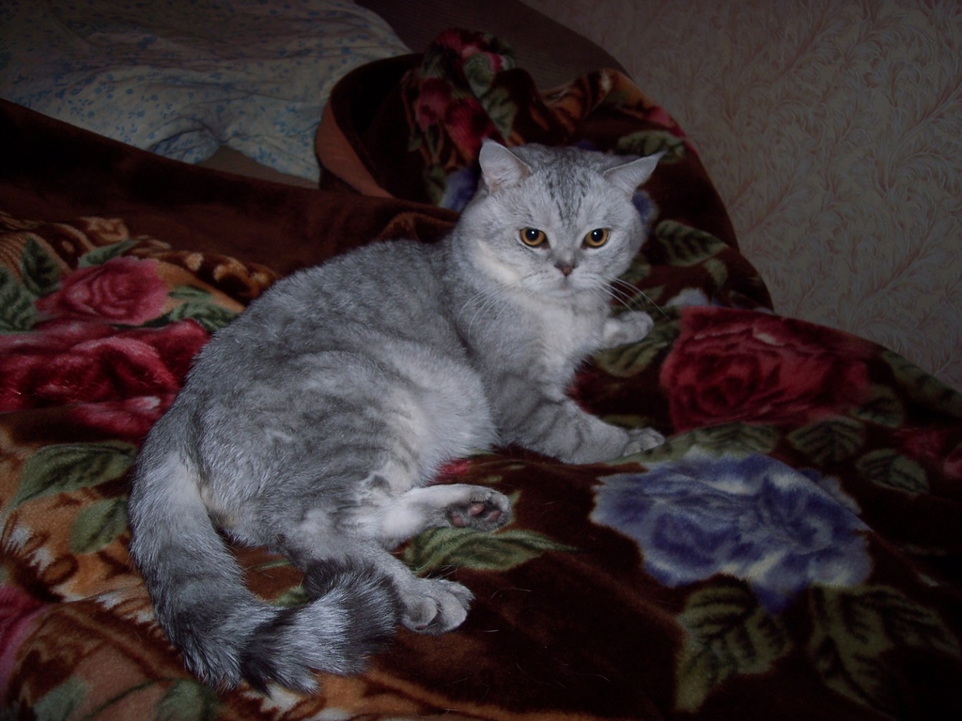 Кошки породы экзот. Кот для вязки. Кот для вязки шотландский. Вязка котов в ульяновске. Шотландский прямоухий кот для спаривания.