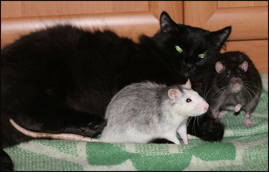 котенок и крыса. домашние крысы и кошки. домашние крысы и кошки. два кота и крыса. домашние крысы и кошки.
