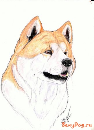 Хатико рисунок карандашом