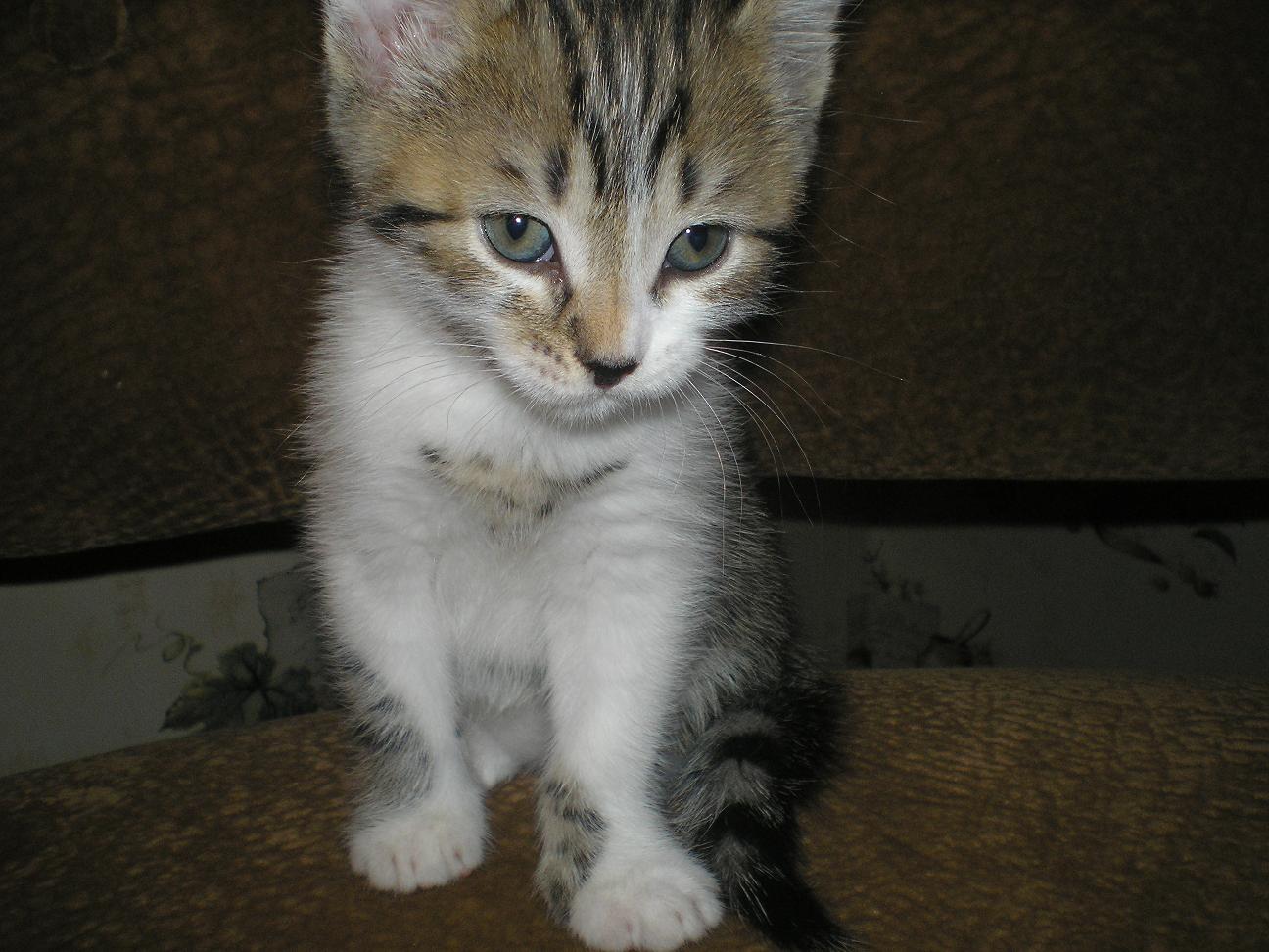 ивановские котики.