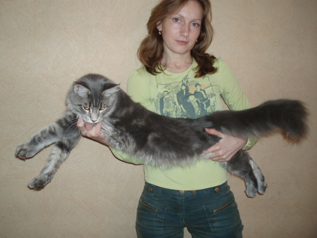 Купить Мейн Куна В Казани Недорого