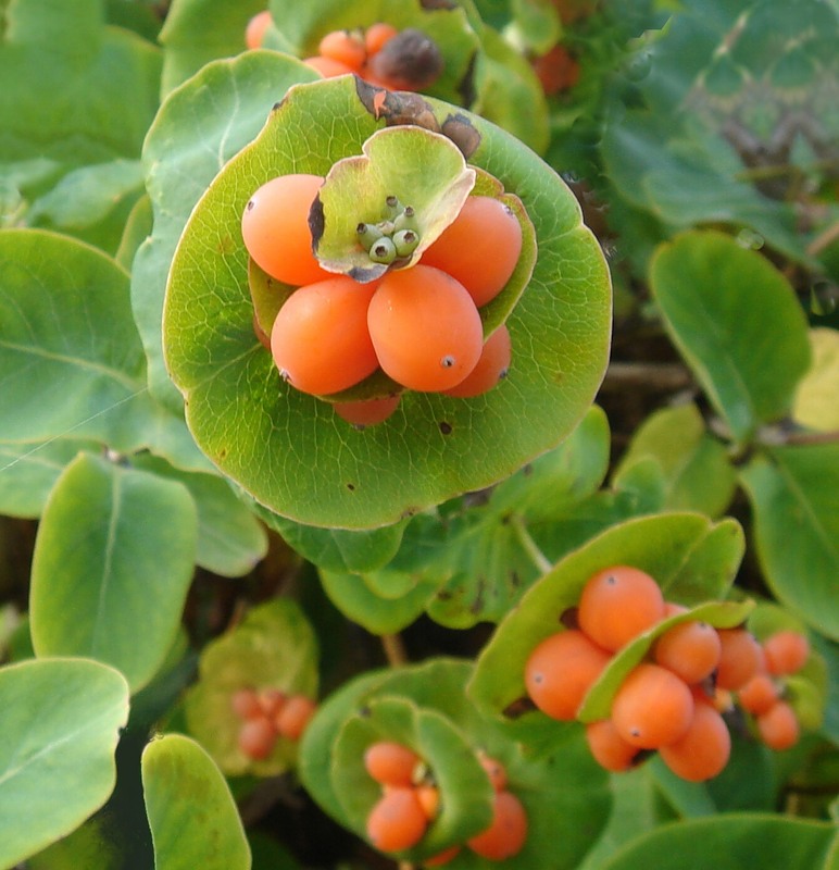 Сорта растений. Сорта растений. Mentha mojito. Особый сорт растения. Ягода пайнберри.
