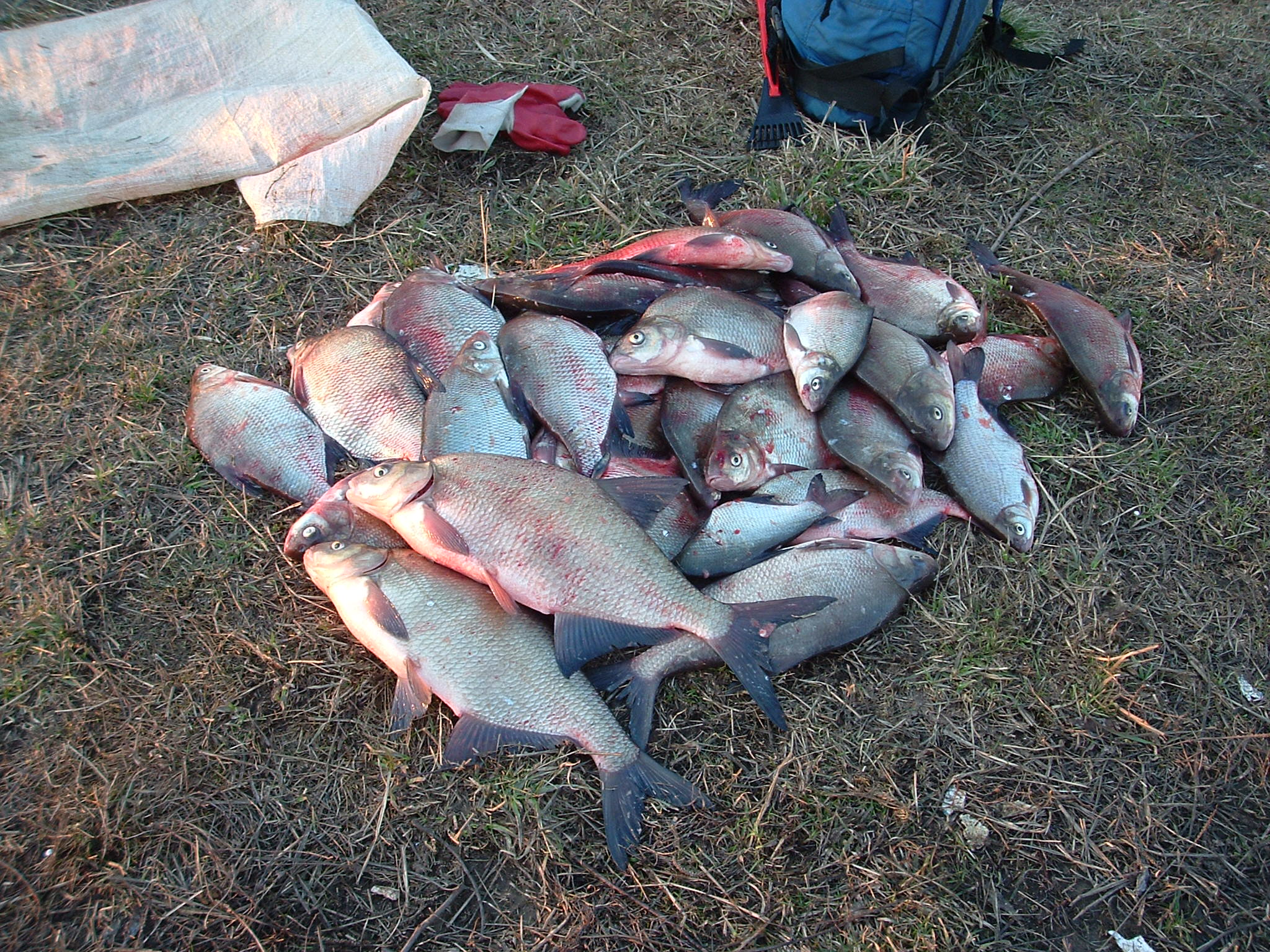 Симбухово рыбалка русфишинг. Полдневое Астраханская область рыбалка. Рыбалка в Астрахани на Углянское. Рыболовная база в Икряном с названием птицы.