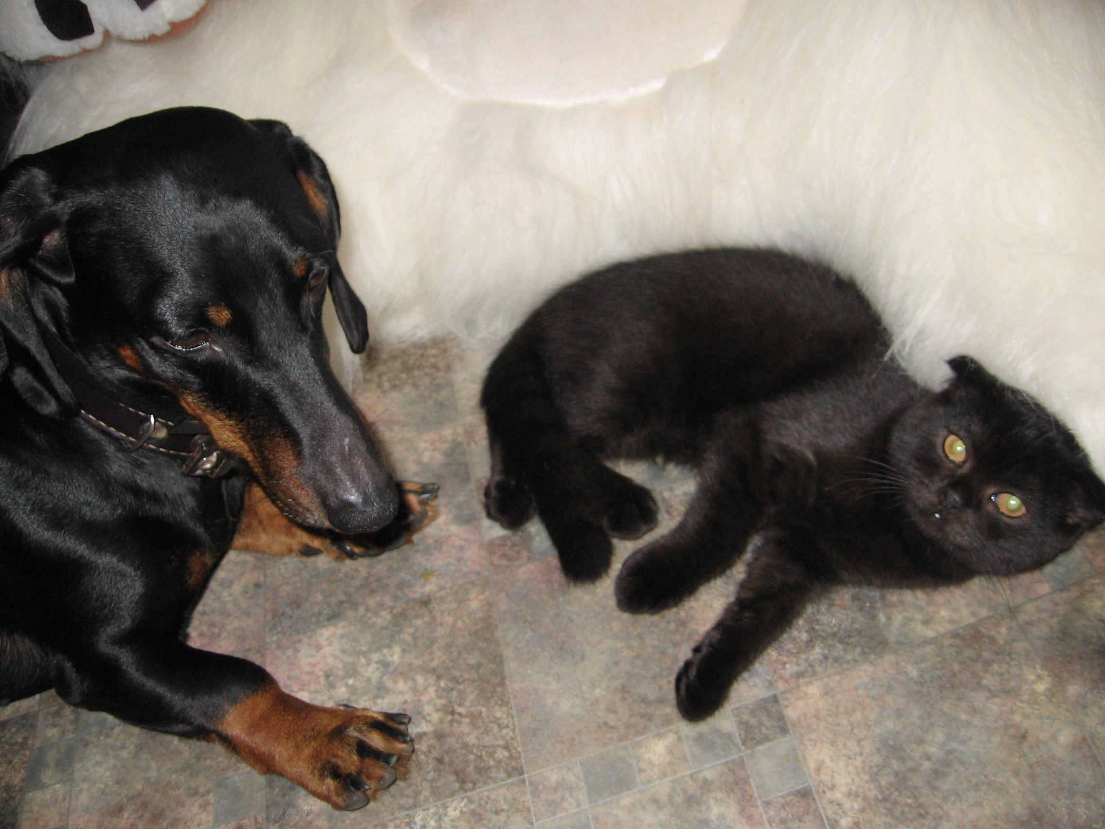 собаки обнимаются. такса спаниель. собаки которые уживаются с британцами. два кобеля уживаются. два кобеля уживаются.