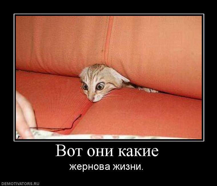 Ты хде картинки