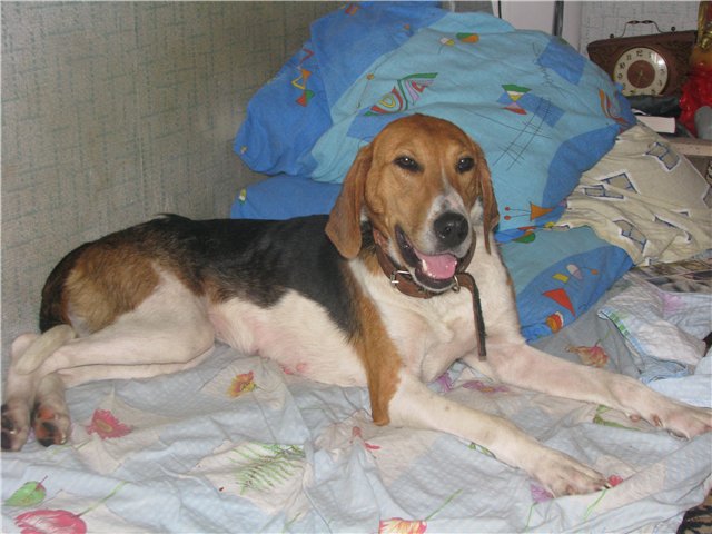 Дворовая гончая. Охотничьи собаки русская гончая. Гончую в добрые руки. Гончая щенки в добрые руки. Русская гончая палевая.