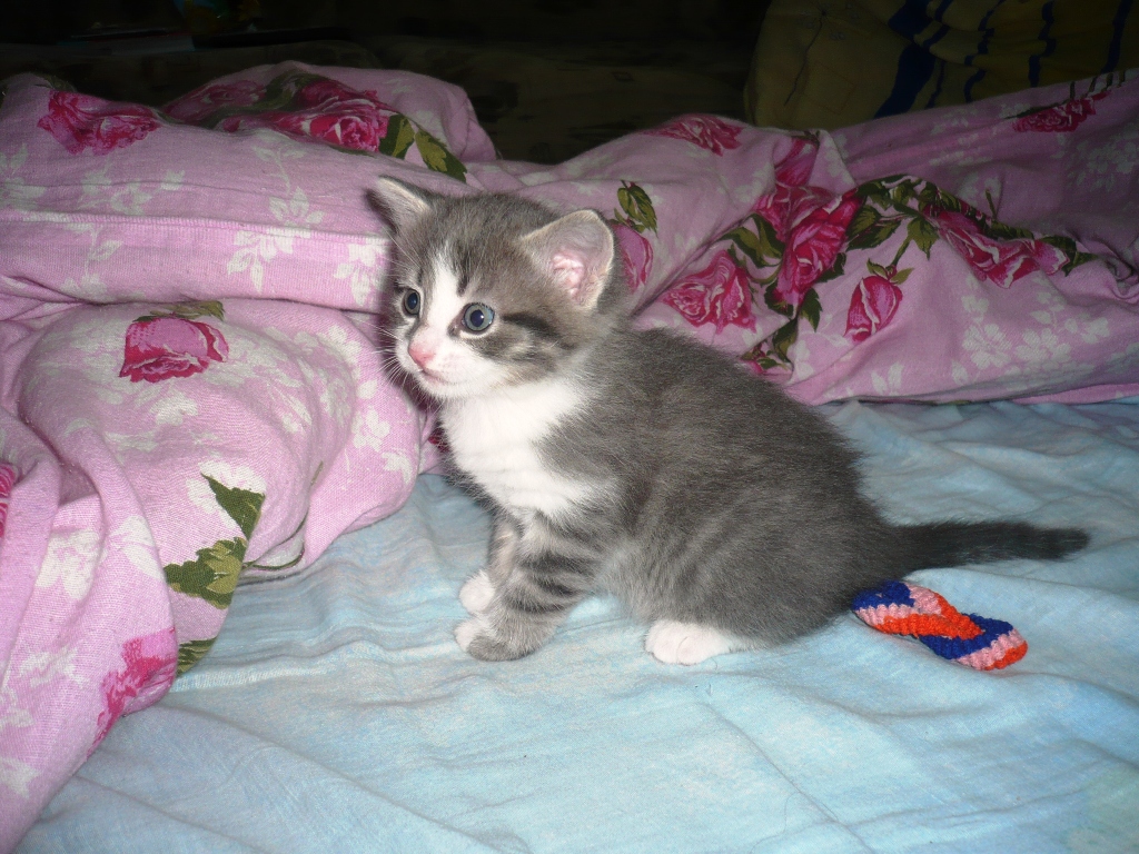 Котята 1.5 Месяца Купить