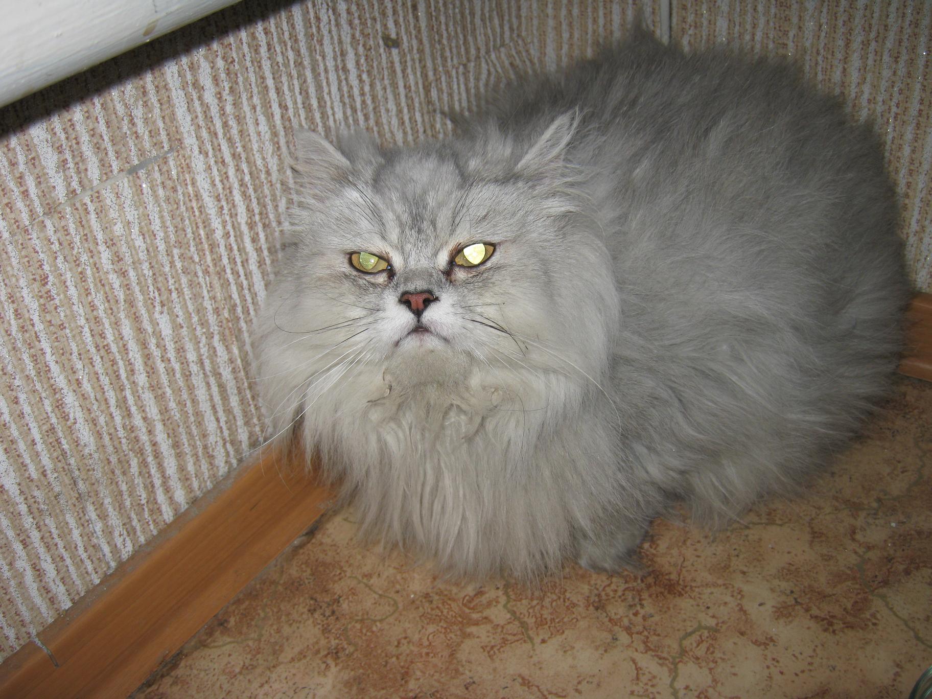 Перс серебристая шиншилла