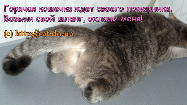 Сколько гуляет кошка