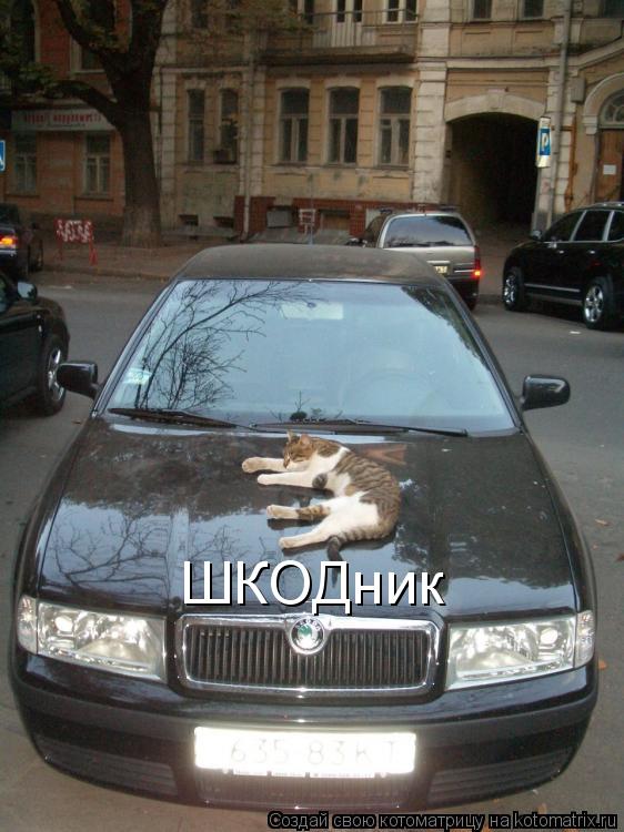 Шкода Приколы
