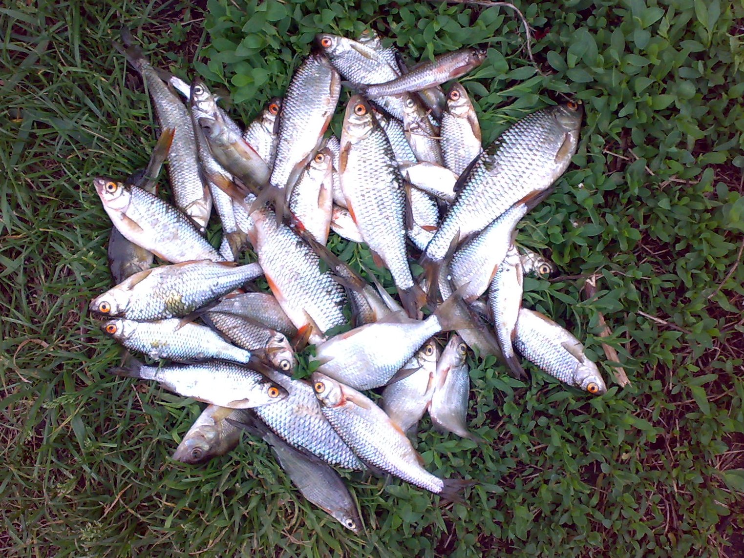 Рыбы белого озера