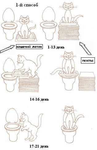 Как приучить месячного котенка
