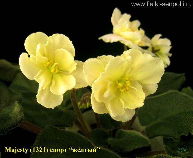 Фиалка rob's cotton ball. Желтые сортовые фиалки. Название желтой фиалки. Жёлтые фиалки сорта лебецкой. Фиалка спринг роуз.