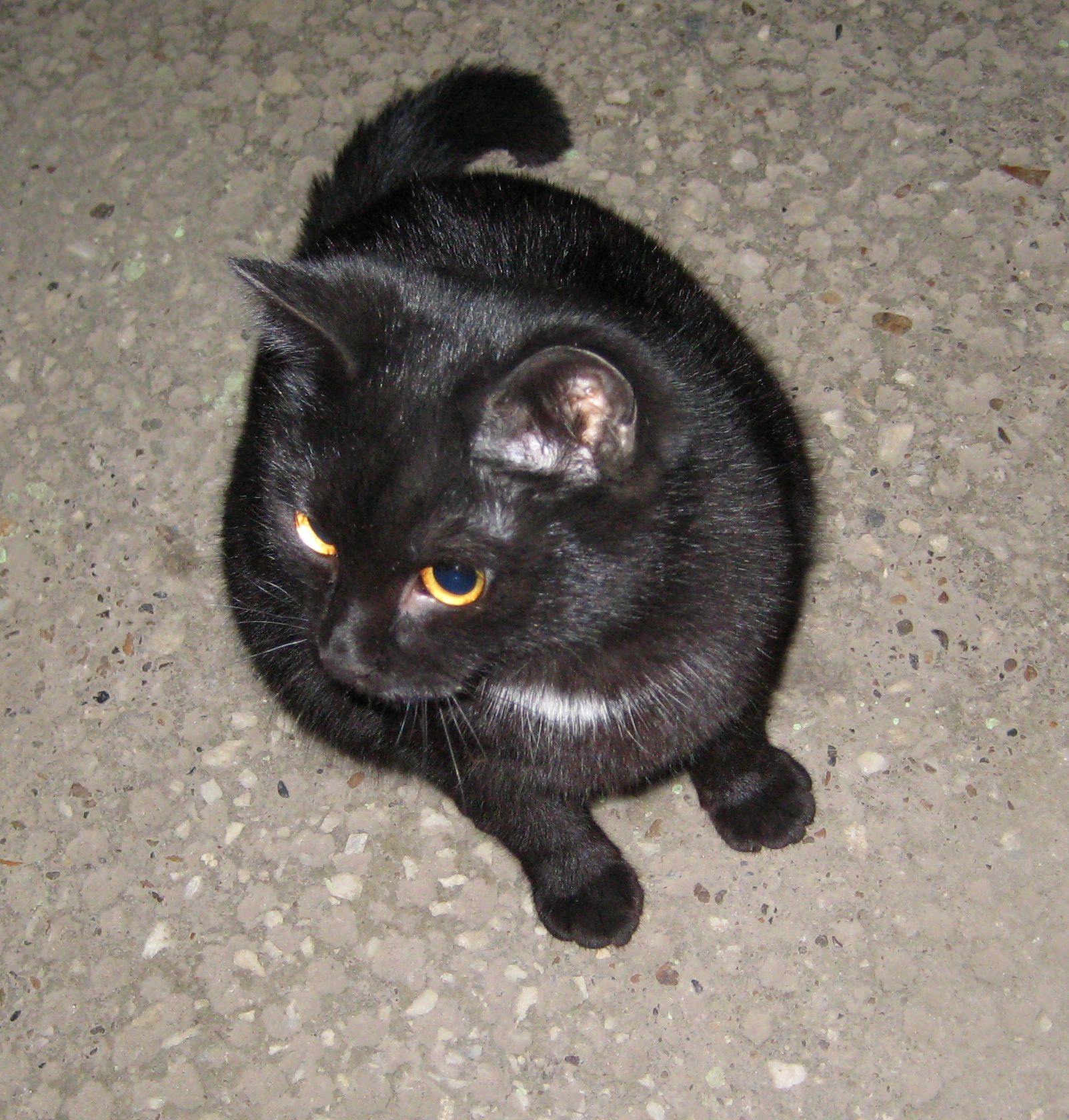 Черный котенок москва