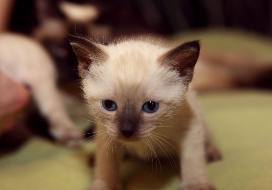 Немного субботнего позитива от пристроенных котеек: ru_cats - ЖЖ
