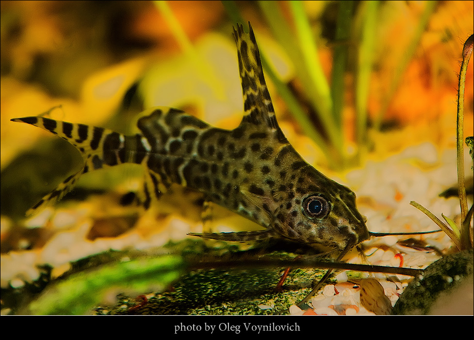 аквариумные рыбки сомики синодонтис. синодонтис крапчатый. синодонтис вуалевый. синодонтис пятнистый. рыбка синодонтис перевертыш.