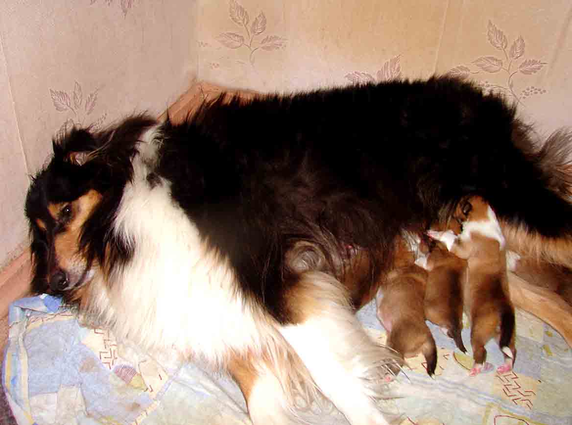 Кормить щенка колли. Бордер колли линька. Кормить щенка колли. Новорожденный щенок шелти. Новорожденные щенки колли.
