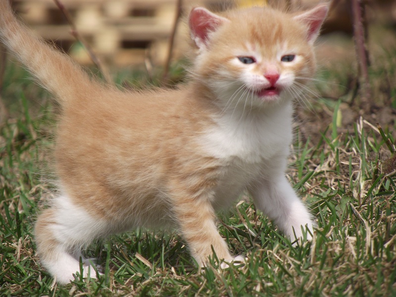 Рыжий египетский котенок. Рыжие котята мальчики. Имя для бело рыжего кота. Рыжий котенок девочка. Клички для рыжих котят.