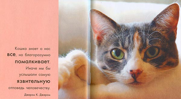 Кошка это