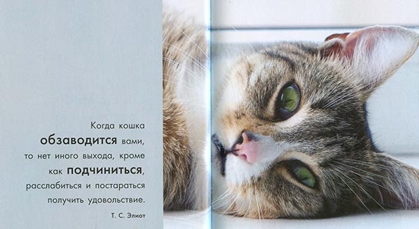 Кошка это