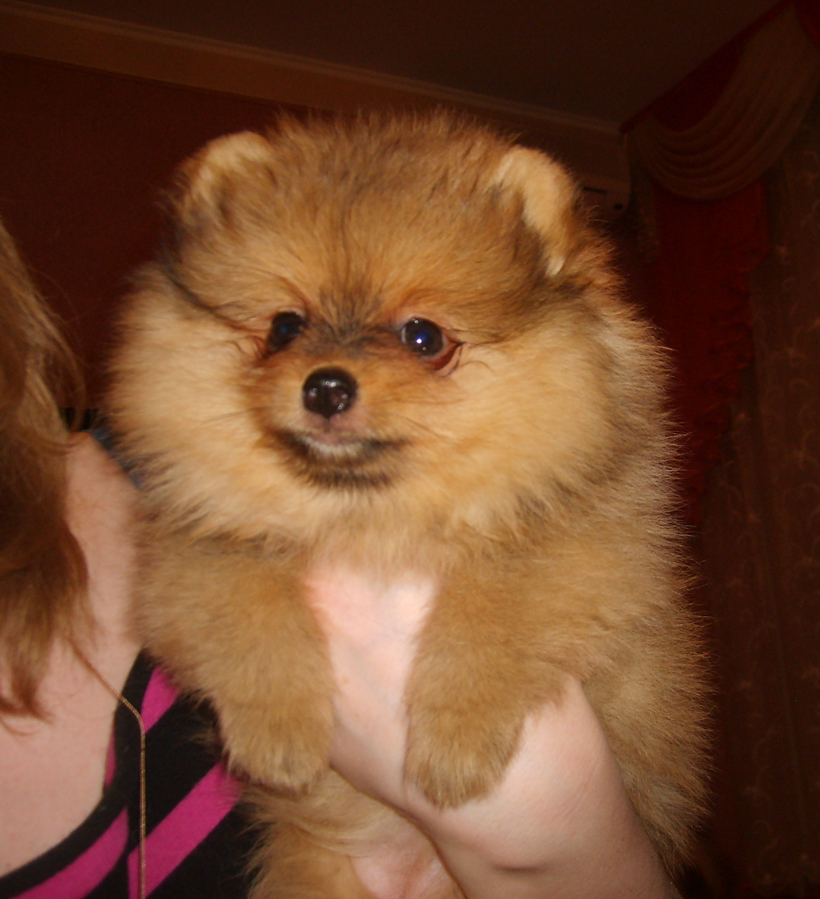 Cutest Baby dogs, Pomeranian dog, Cute dogs