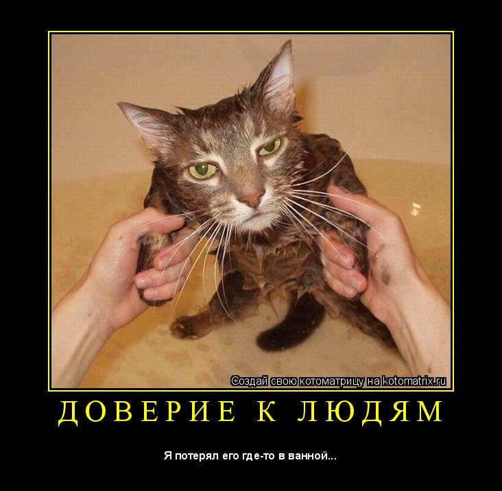 Правильный кот