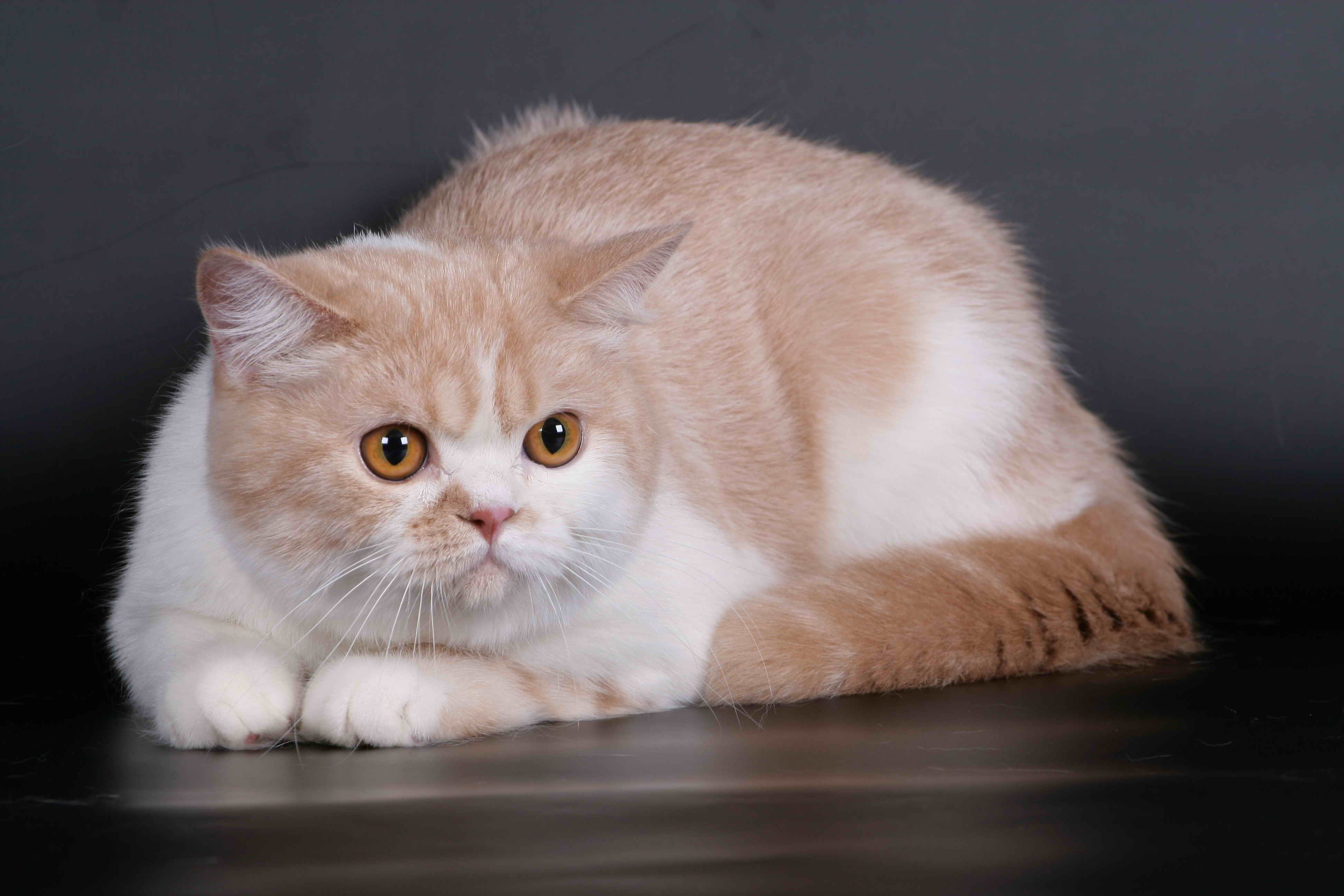 Шотландский котенок прямоухий рыжий