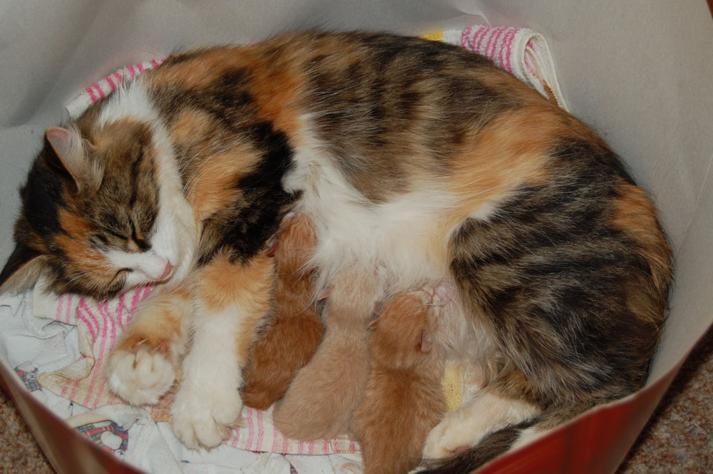 Три пестрой. 3 Рыжих котенка 2 пёстрых. У Олиной кошки родились 3 рыжих. 3рыжих, 2 пестрых ,подарила 1 котёнка подруге. У Оли было 3 рыжих котенка и 2 пестрых.