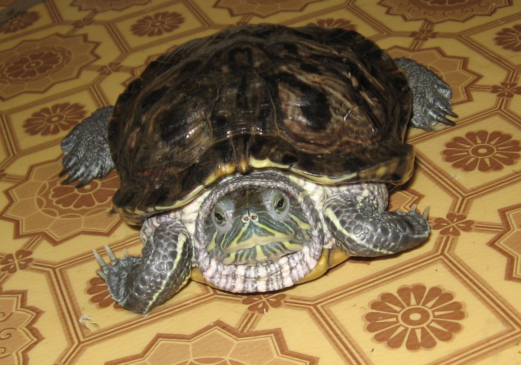 Может ли черепаха вылезти. Может ли черепаха вылезти. Панцирь черепахи. Красноухая черепаха сухопутная. Красноухая черепаха сухопутная.