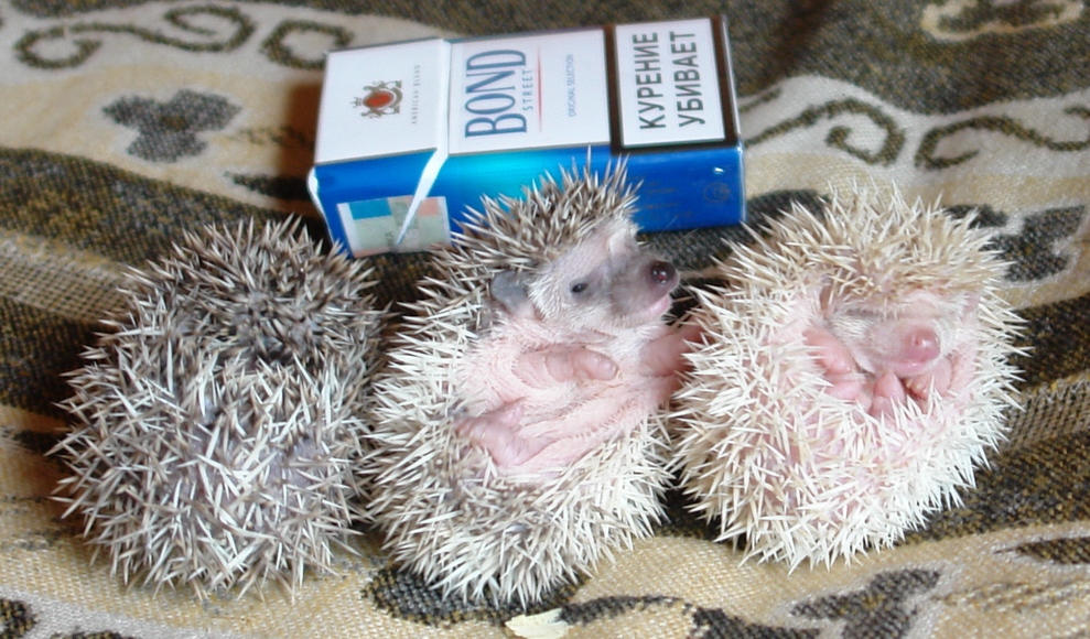 Ушастый ёж в норе. Самые крупные ежи. Продолжительность жизни ежика. Ежик весит. Ежик весит.