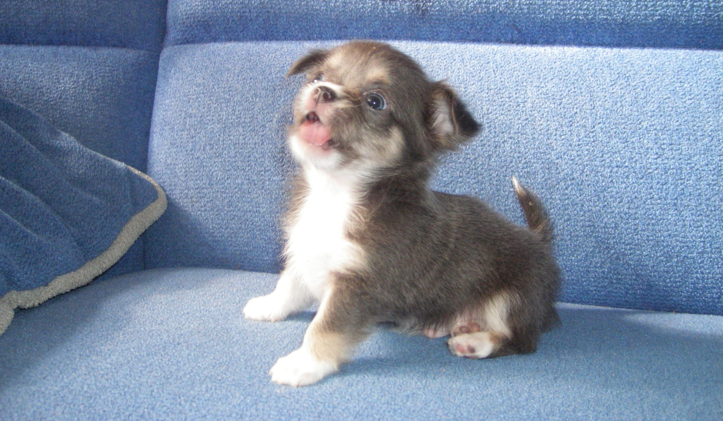 Маленькие Слепые щенки. Слепые щенки чихуахуа. Малышки в добрые руки