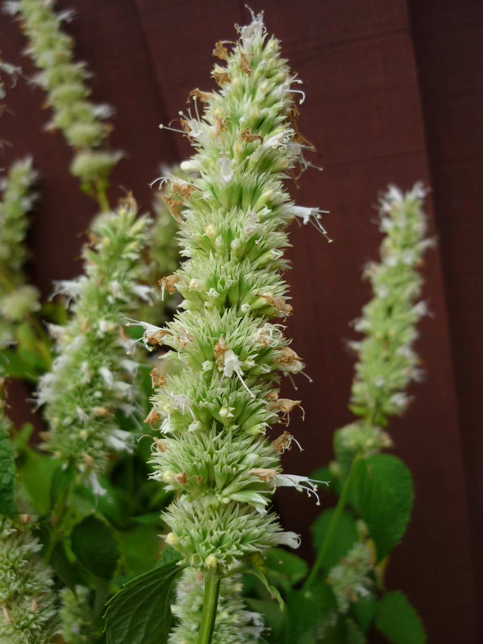 Лофант Тибетский Купить Семена В Москве