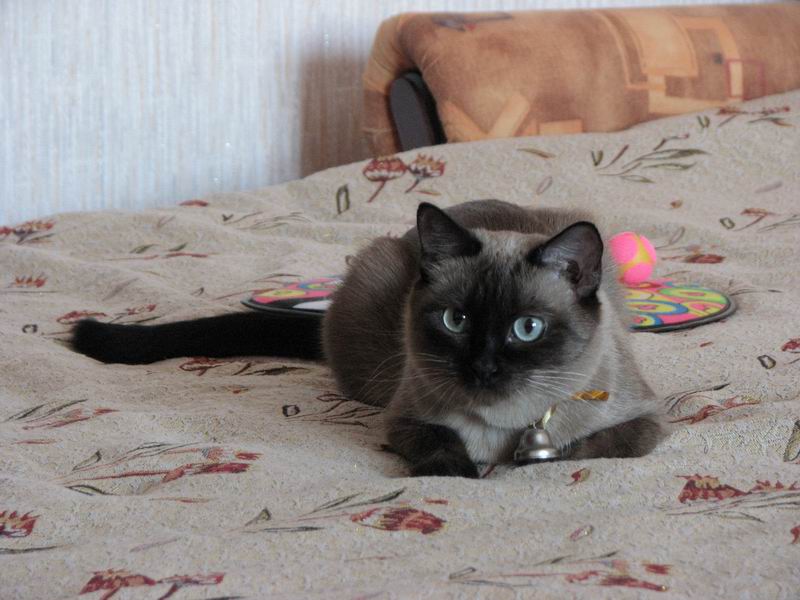 Купить Сиамскую Кошку Нижний Новгород