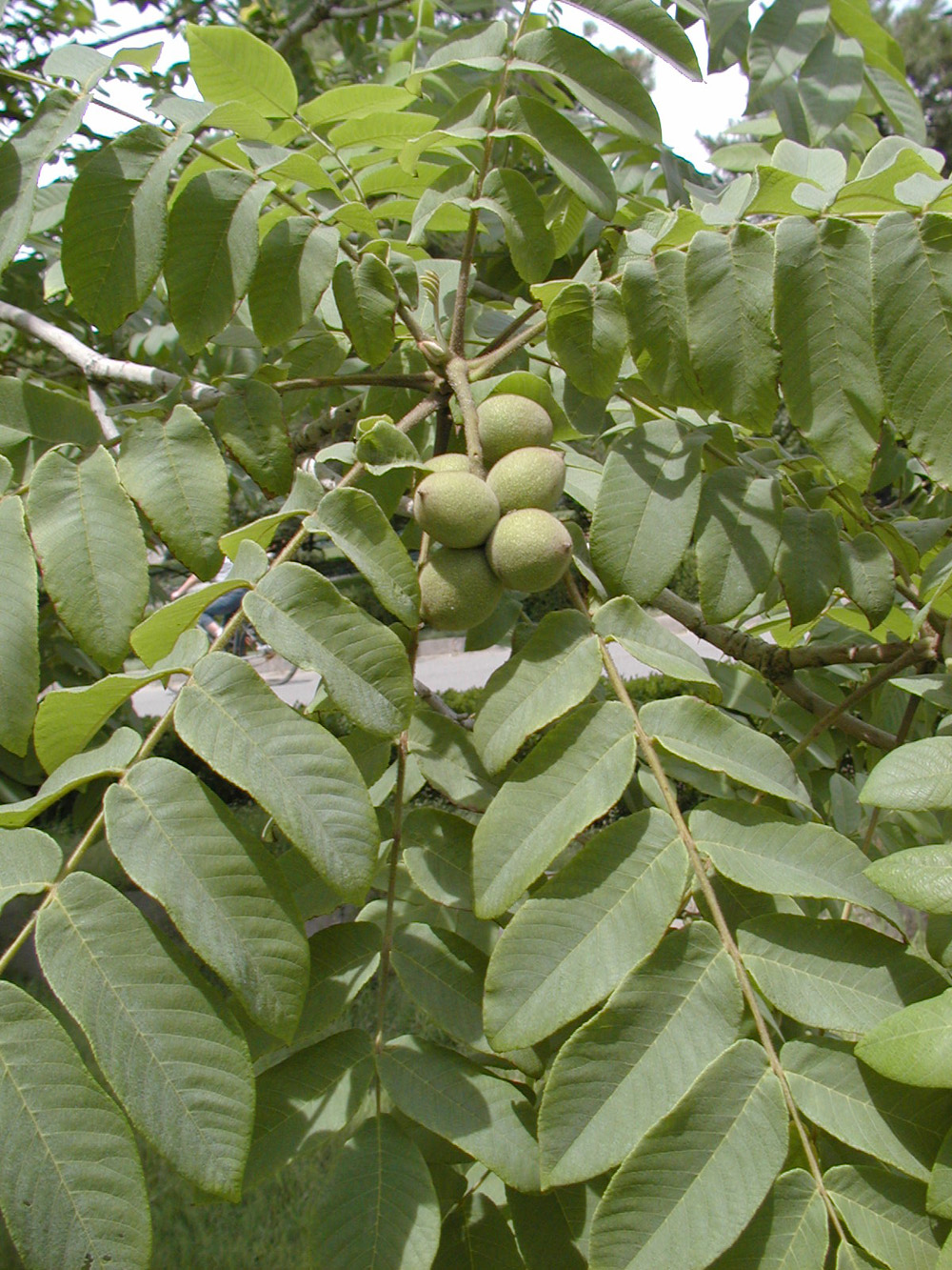 Куплю орех ростов. Орех маньчжурский (Juglans mandshurica). Орех айлантолистный маньчжурский. Орех маньчжурский (с20, в.175-200 см, обх 4-8). Маньчжурский грецкий орех дерево.