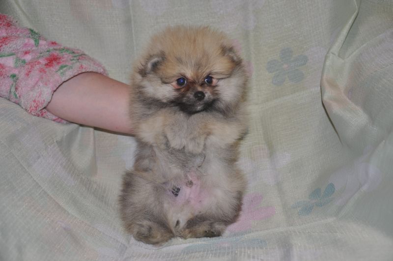 Щенки Померанского Шпица в Железногорске