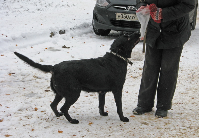 Black labradors with huge penis