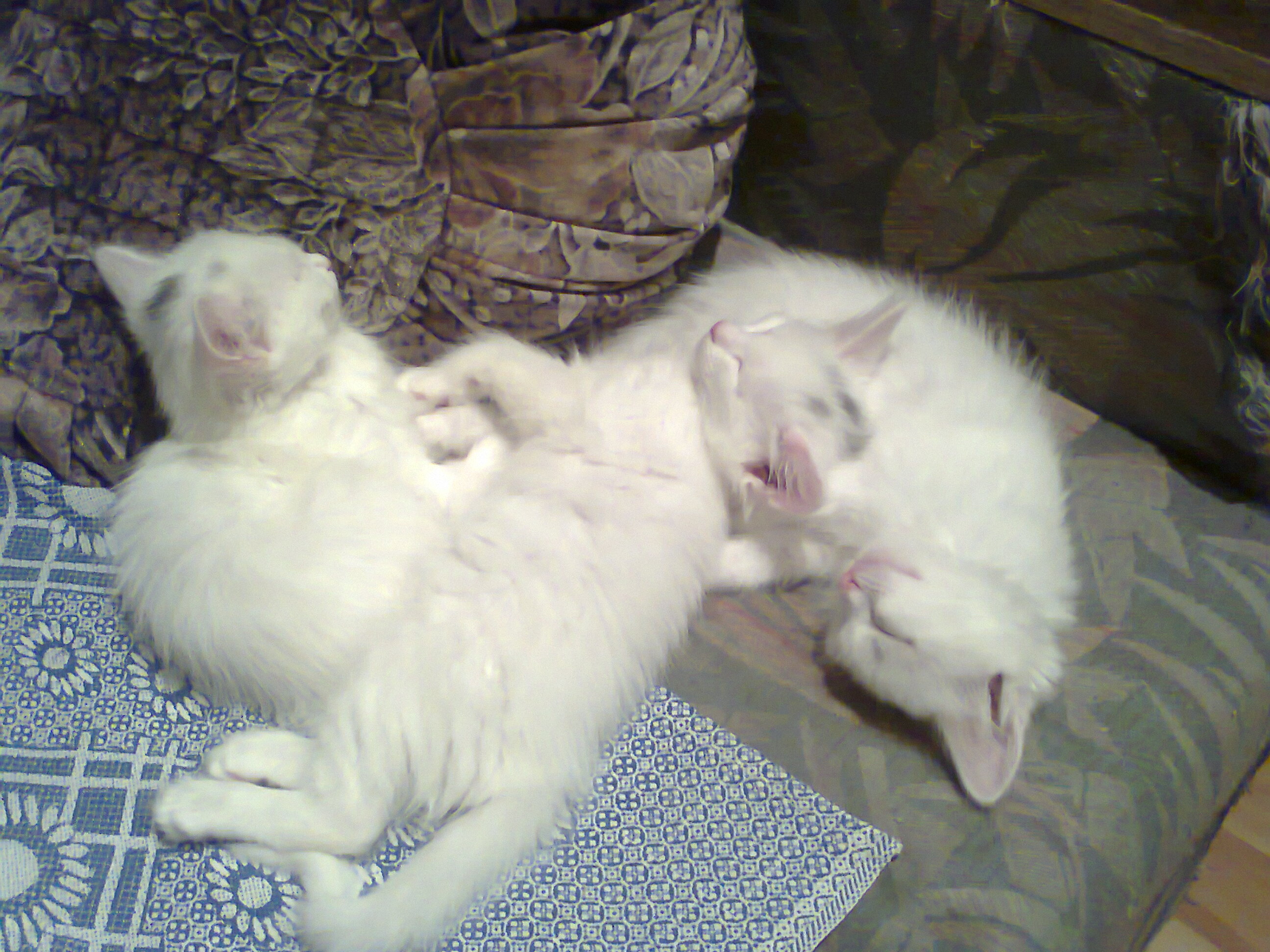 обсуждение кошек