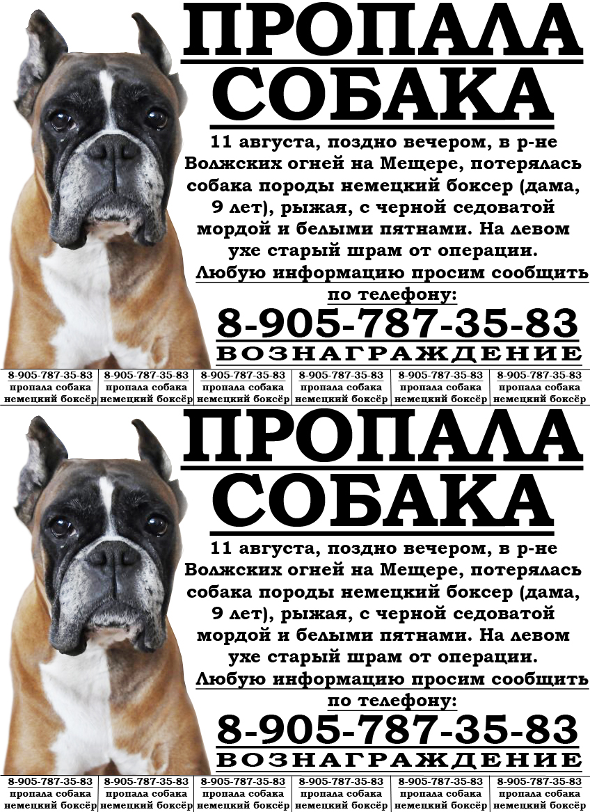 Объявление о продаже собаки образец