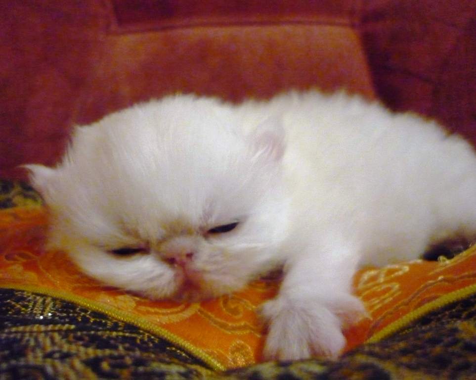 Авито воронеж купить котенка. Персидские котята. Новорождённых персидский котята. Персидский котенок 2 месяца. Персидские котята 3 недели.